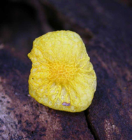 Cyptotrama asprata – Here is one mushroom with a granular and wrinkled top.